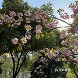 超适合春天喝的奶茶🌸🌸🌸！