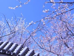 -桃花堤公园