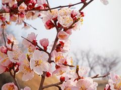 -白水寺森林公园