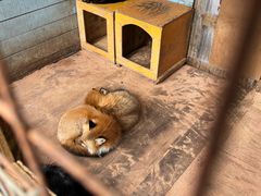 -宫城藏王狐狸村