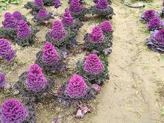 -中国天府农业博览园