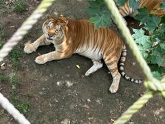 -西霞口神雕山野生动物世界