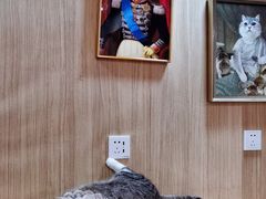 -MOCHA明星猫咖(田子坊店)