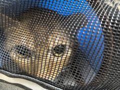 -瑞派旺宝宠物医院·犬猫全科综合·尿道专科(莲兴院)