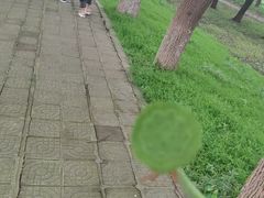 -洪湖生态旅游区