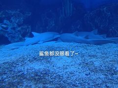 -海合安天津极地海洋公园