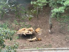 -大连森林动物园