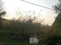 -合肥滨湖国家森林公园