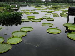 -荷塘月色湿地公园·向阳花洲