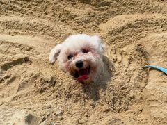 -碧桂园十里银滩