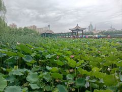 -莲花池公园