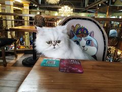 -more than meow吴止猫主题餐厅(承德 中船汇店)