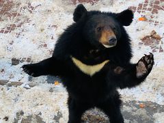 -西霞口神雕山野生动物世界