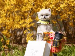 -超宠爱宠物摄影-Super pet