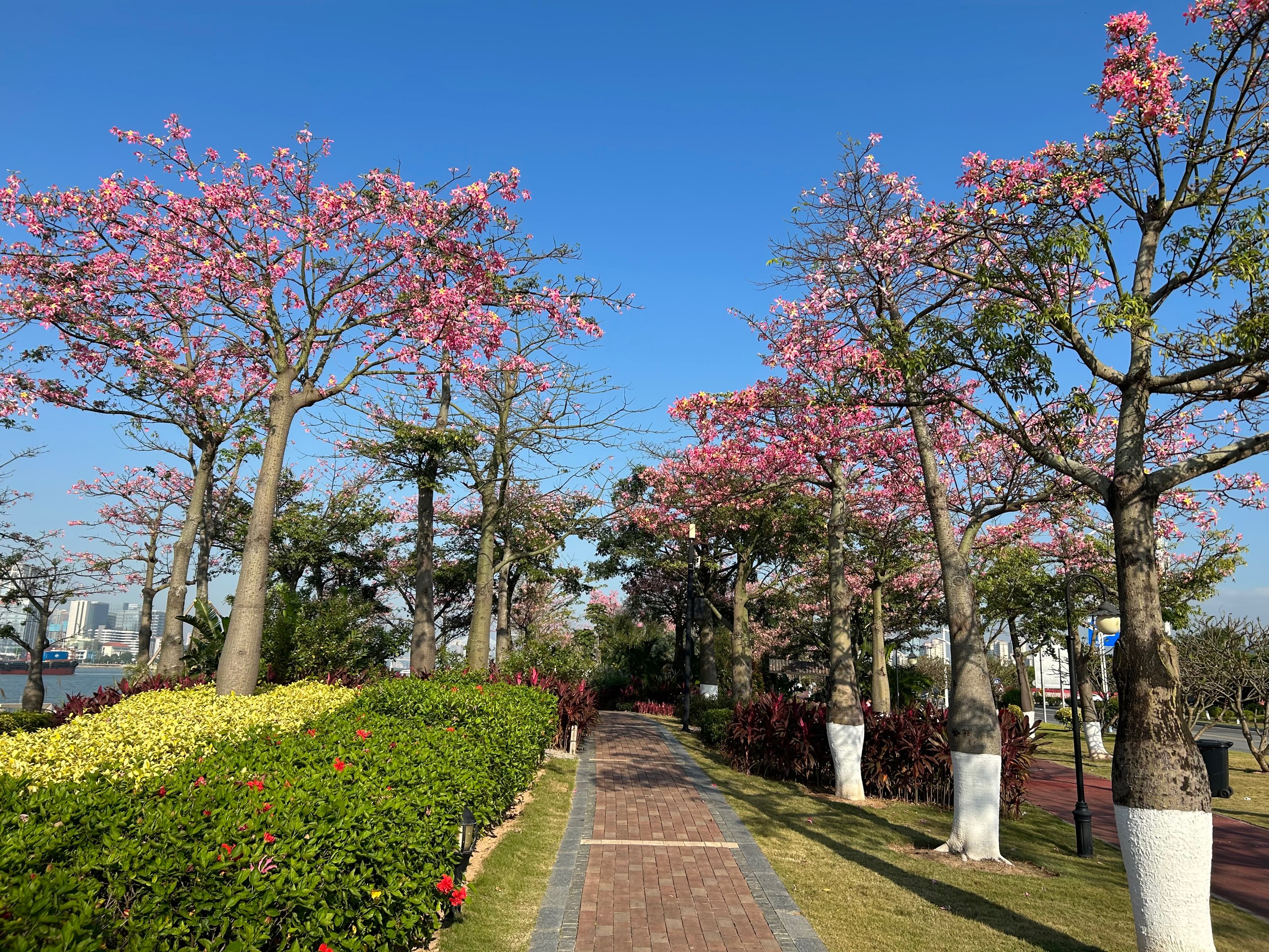 花海长廊图片大全图片