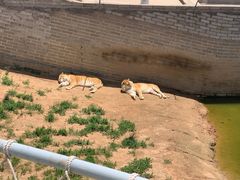 -西霞口神雕山野生动物世界