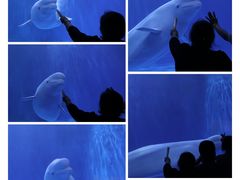 -多彩贵州城极地海洋世界