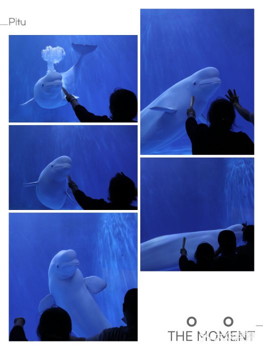 多彩贵州城极地海洋世界图片