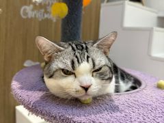 -COLOR PETS 撸猫馆·购猫·猫咖(长风大悦城店)