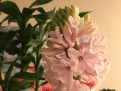 -花鸟鱼虫鲜花绿植市场(玉泉路店)