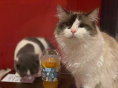 -猫色咖啡·猫咖