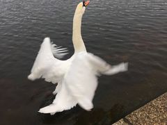 -海德公园