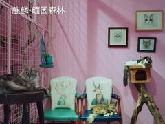 -70cat德文卷毛猫·缅因猫纯种猫舍