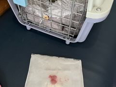 -伟伟宠物医院·瑞派猫友好医院·猫科(光谷店)