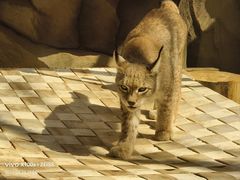 -青藏高原野生动物园