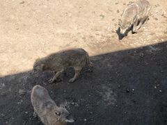 -新疆天山野生动物园