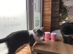 -猫的茶·猫咖
