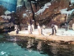 -哈尔滨波塞冬海底世界