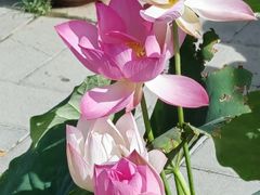 -莲花池公园
