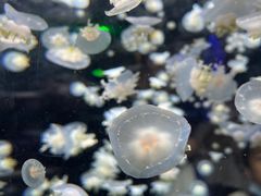 -太平洋海底世界