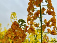 -中国天府农业博览园