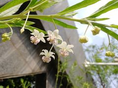 -广州神农草堂中医药博物馆
