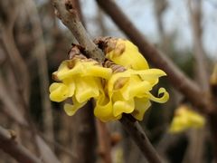 -国家植物园南园