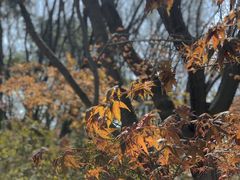 -上海共青森林公园