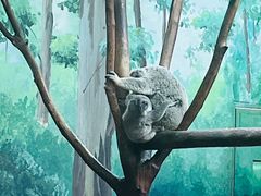 -广州长隆野生动物世界