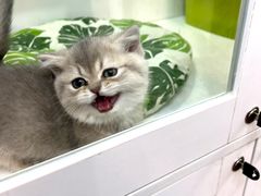 -青奢宠物·青奢猫舍