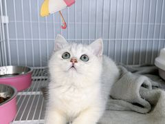 -翊宠yipet猫狗购宠庄园犬舍•猫舍