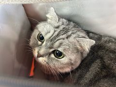 -中农大我爱我爱动物医院·核磁CT·猫病·24小时夜诊中心(石佛营店)