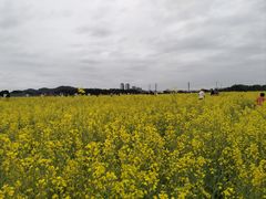 -长洲岛