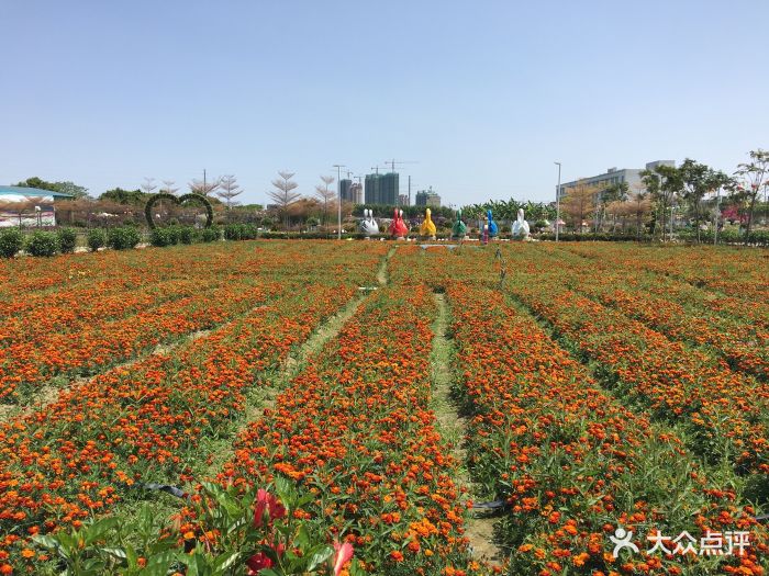 揭阳空港花海目前图片图片