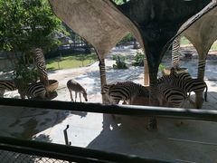 -深圳野生动物园
