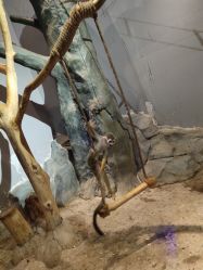 -未来动物城动物主题公园(大悦城店)