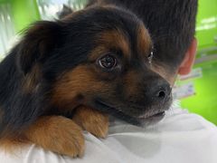 -唐小姐の猫狗洗护·购宠旗舰店(周浦万达店)