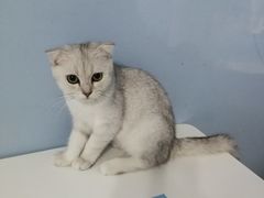 -喵的天空名猫咖啡馆·撸猫·猫舍·用品