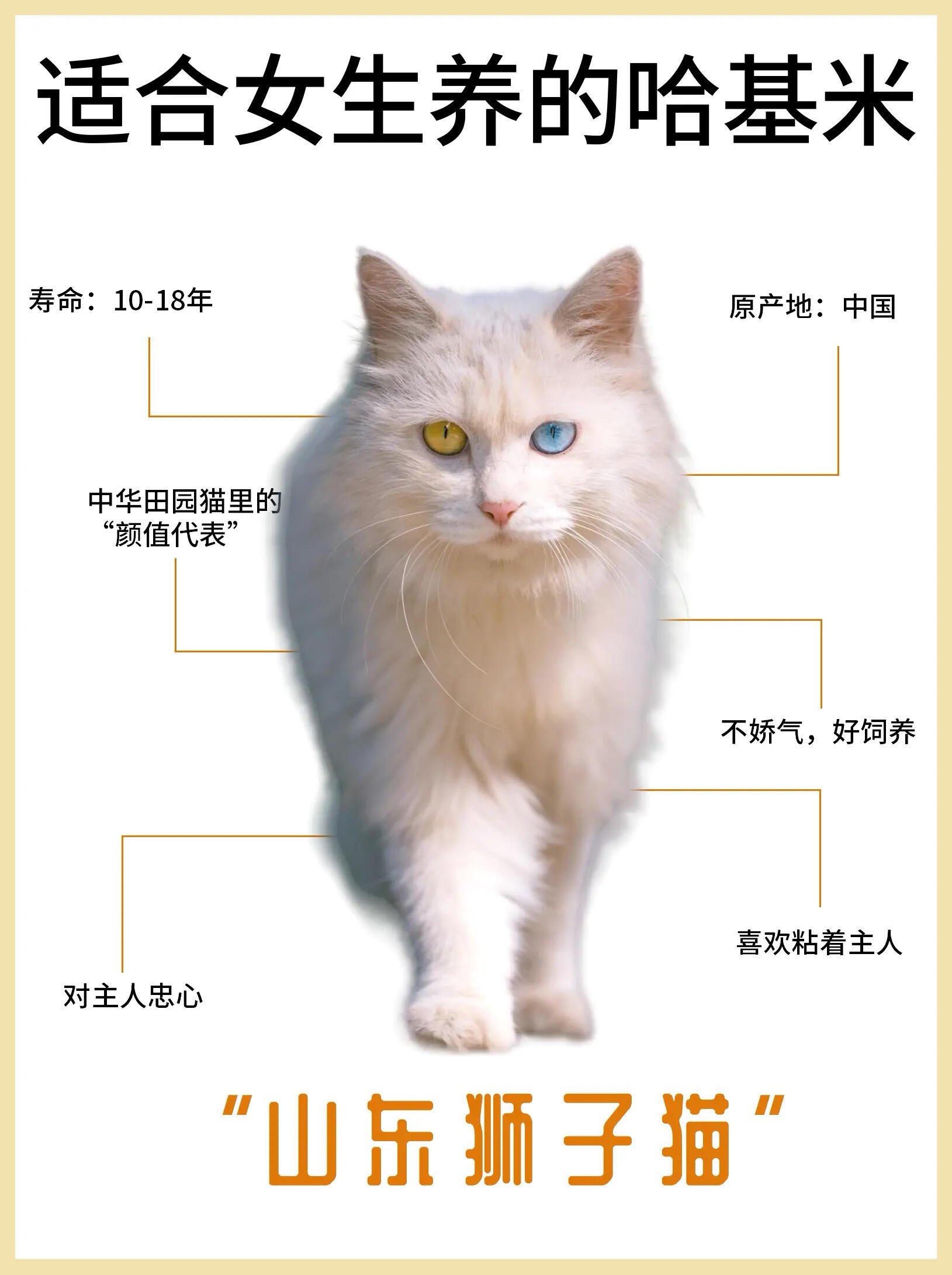 波斯猫和蓝猫杂交图片