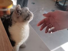 -瑞派长江宠物医院·猫科·外科·24小时夜护(谊城公寓分院)